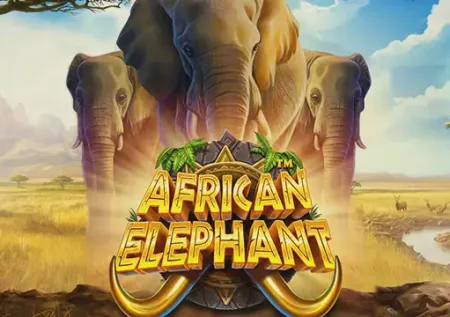 African Elephant 